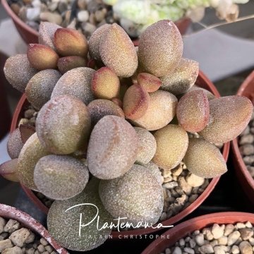 30490 plantemania © Plantemania