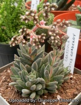 25743 giuseppe2 Giuseppe Distefano