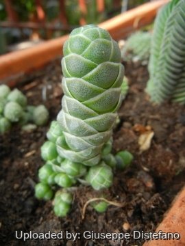 19125 giuseppe2 Giuseppe Distefano