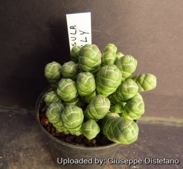 25736 giuseppe2 Giuseppe Distefano