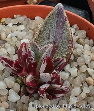 29869 flavio Flavio Agrosi