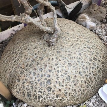 30811 plantemania © Plantemania