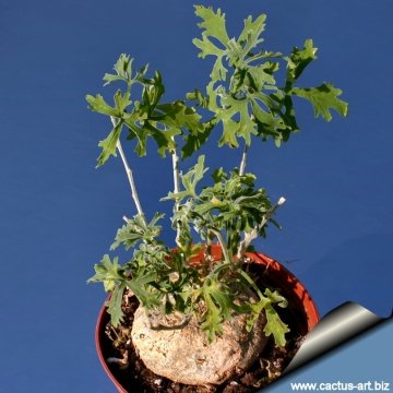 9449 cactus-art Cactus Art