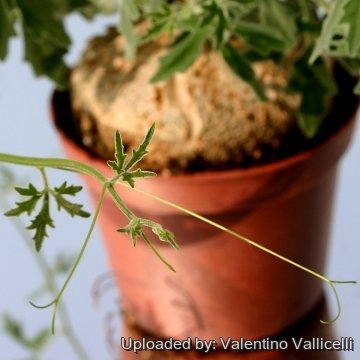 9450 valentino Valentino Vallicelli