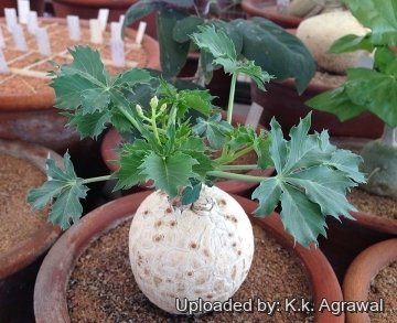 20008 agrawal K.k. Agrawal