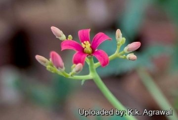 20099 agrawal K.k. Agrawal