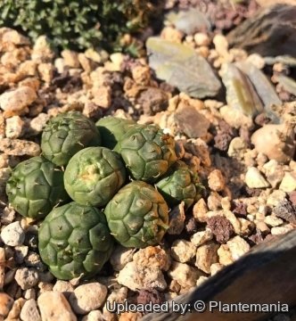 29060 plantemania © Plantemania