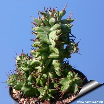 7566 cactus-art Cactus Art