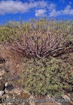 28967 RapCactus Raimondo Paladini