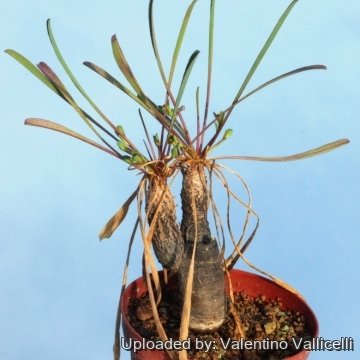 17165 valentino Valentino Vallicelli