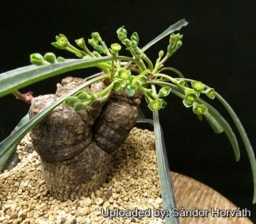 25952 kissanya Sándor Horváth