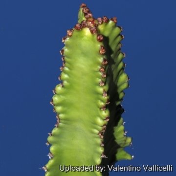 9959 valentino Valentino Vallicelli