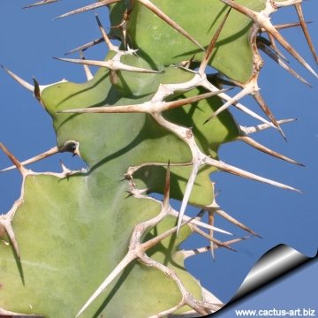10266 cactus-art Cactus Art