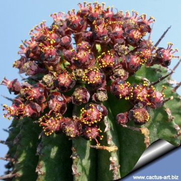 13397 cactus-art Cactus Art