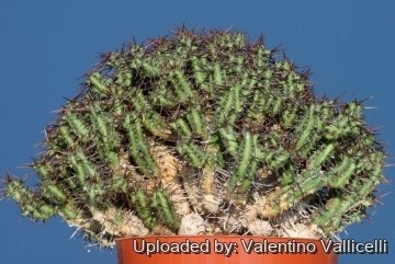 18900 valentino Valentino Vallicelli