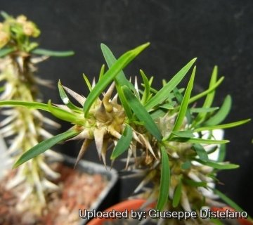 19564 giuseppe2 Giuseppe Distefano