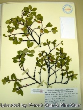 21090 star Forest Starr & Kim Starr