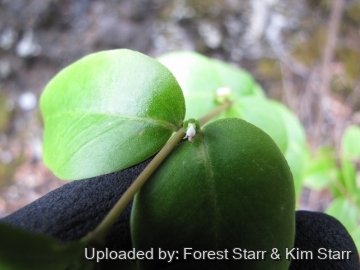 21141 star Forest Starr & Kim Starr