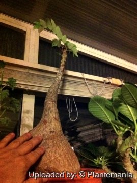 28471 plantemania © Plantemania