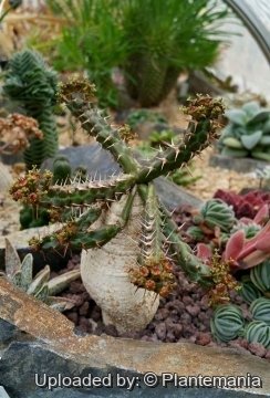 28677 plantemania © Plantemania