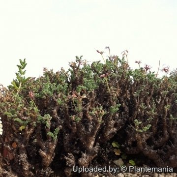28437 plantemania © Plantemania