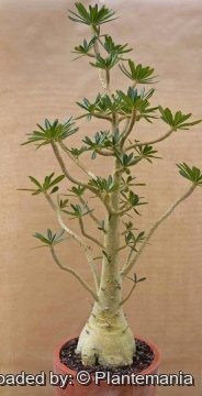 28415 plantemania © Plantemania