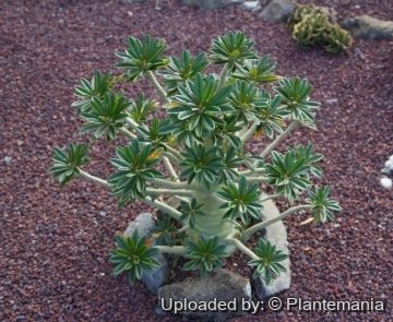 28448 plantemania © Plantemania