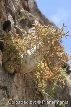 28805 plantemania © Plantemania