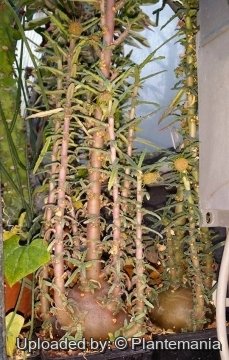28600 plantemania © Plantemania