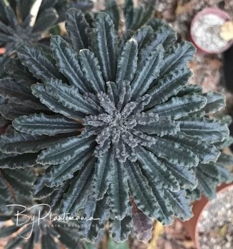 30109 plantemania © Plantemania