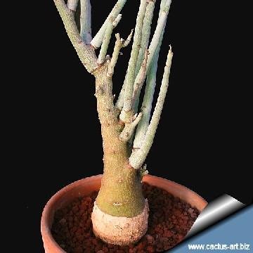 95 cactus-art Cactus Art