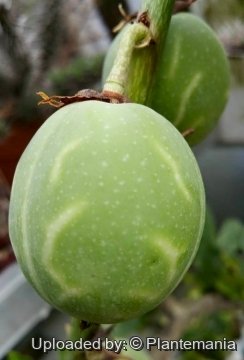 28725 plantemania © Plantemania