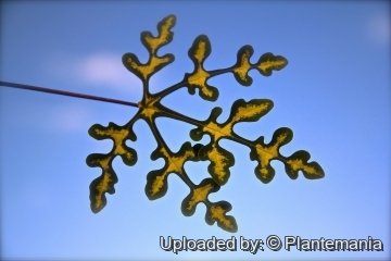 28394 plantemania © Plantemania