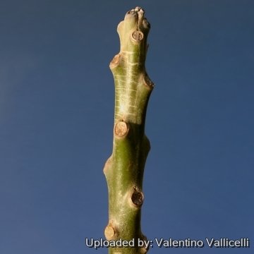 9575 valentino Valentino Vallicelli