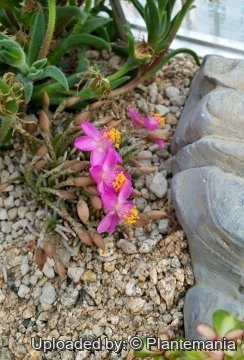 28678 plantemania © Plantemania