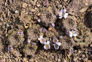 27744 carolina Carolina González