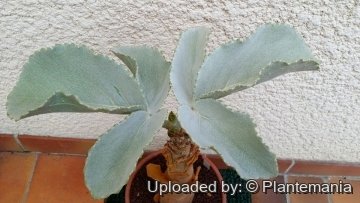 28527 plantemania © Plantemania