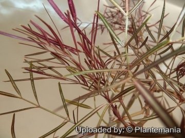 28466 plantemania © Plantemania