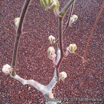 28512 plantemania © Plantemania