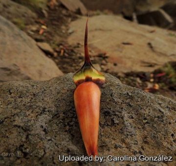 23956 carolina Carolina González