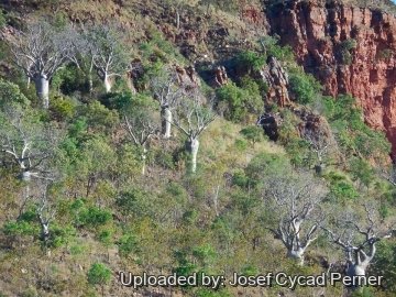 21737 josef Josef Cycad Perner 