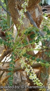28542 plantemania © Plantemania