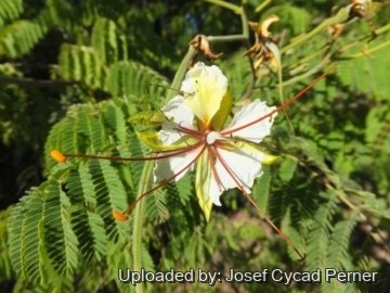 25021 josef Josef Cycad Perner