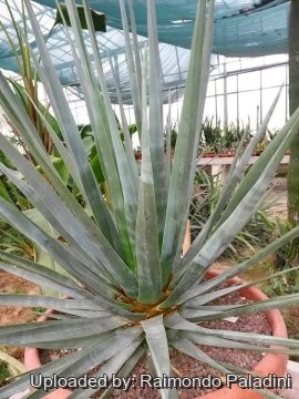27136 RapCactus Raimondo Paladini