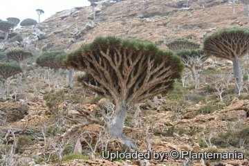 28568 plantemania © Plantemania