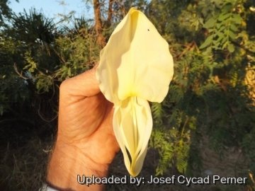 25032 josef Josef Cycad Perner