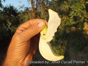 25033 josef Josef Cycad Perner