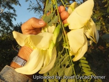 25034 josef Josef Cycad Perner