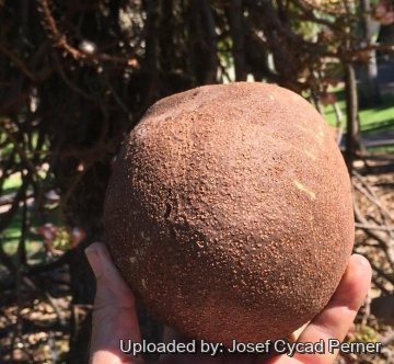 24745 josef Josef Cycad Perner