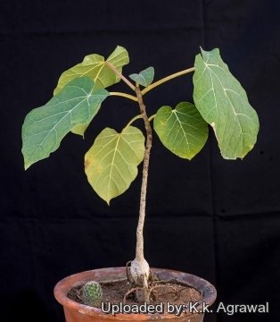 19833 agrawal K.k. Agrawal